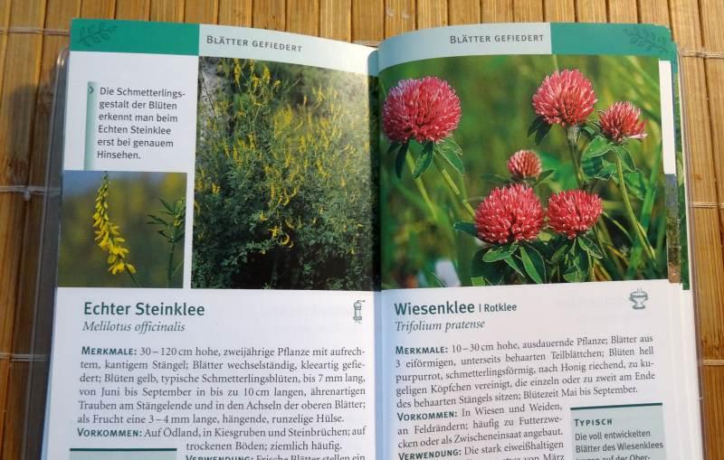 wildkräuter buch